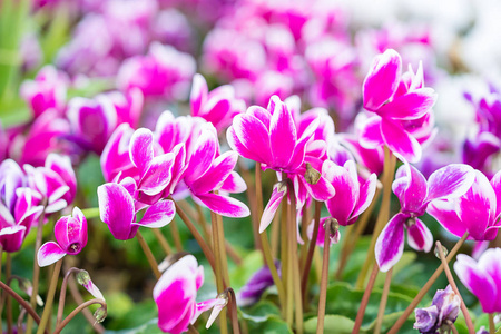 花园里的桃仙客花