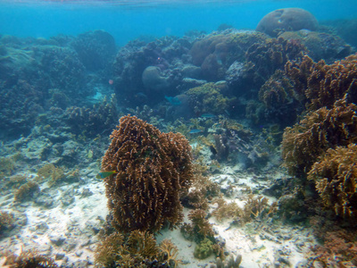 海洋生物神秘岛, Aneityum, 瓦努阿图