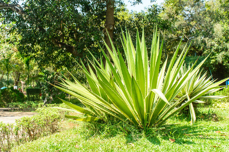 turriplantas公园 turriplantas 植物照片照片