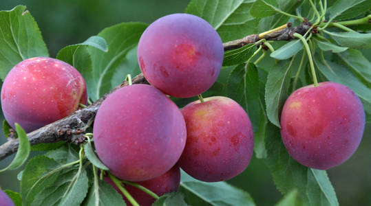 树的枝条是 cerasifera 李的成熟果实照片