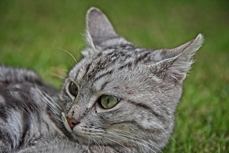 银虎斑猫图片