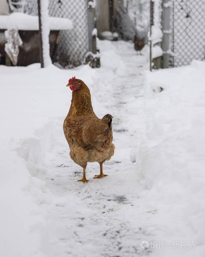 小鸡在雪地上行走