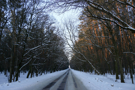 冬季道路，与松树森林