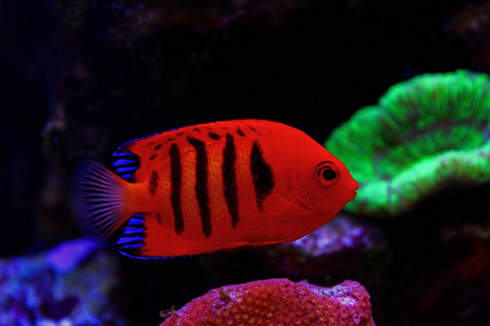 火焰神仙鱼火焰天使鱼(centropygeloricula)照片