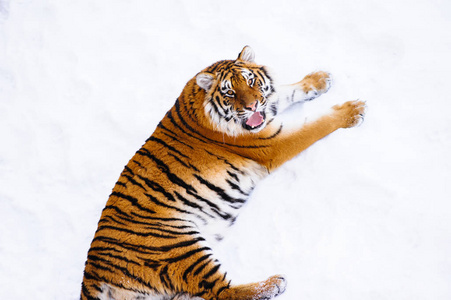 西伯利亚虎在雪地上