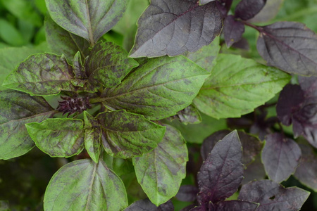 巴兹尔。 灌木罗勒。 基硅藻。 芳香草本香料草本花园。 意大利菜。 上文视