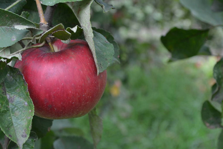 苹果。 乔纳森年级。 苹果是红色的。 冬季等级。 水果苹果在树枝上。 苹果树。 农业。 正在生长的水果。 花园。 农场。 快关门