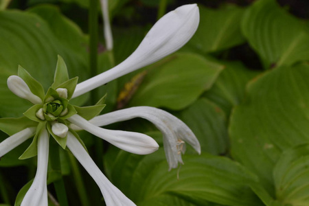 摇曳百合照片图片