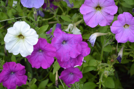 佩图尼亚。 兴奋剂。 牵牛花。 精致的花。 紫色的花。 灌木丛矮牵牛。 绿叶。 花坛。 种花。 美丽的植物。 横向照片