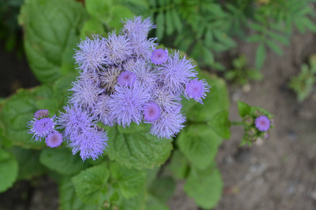 阿格罗姆休斯顿纳姆。 墨西哥Ageratum。 阿格罗姆休斯顿纳姆。 花园植物。 快关门。 横向照片