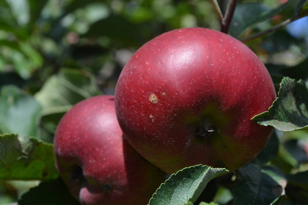 苹果。 乔纳森年级。 苹果平均成熟度。 农业。 正在生长的水果。 花园。 农场。 快关门。 水平水平