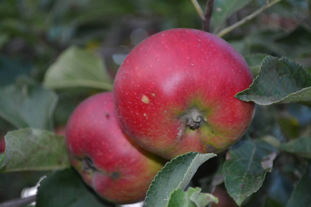 苹果。 乔纳森年级。 苹果平均成熟度。 水果苹果在树枝上。 苹果树。 农业。 正在生长的水果。 花园。 农场。 快关门。 水平水
