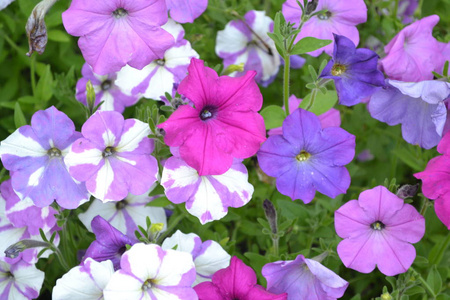 矮牵牛花坛图片