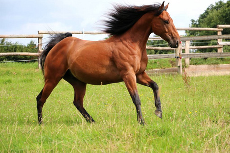 棕色的马正在阳光下的围场上奔跑