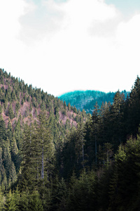 在山上的看法。风景在山里