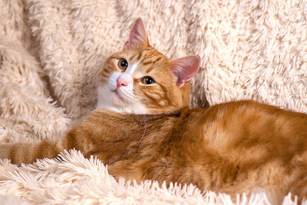 红猫躺在床上.宠物沙发休息.毛茸茸的猫睡觉照片