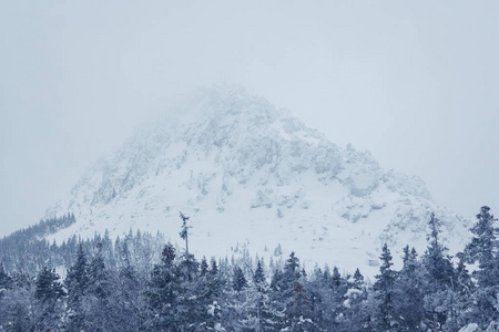 美丽的冬天风景与雪覆盖的树木