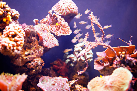 礁岩缸，海洋水族馆。蓝色水族馆满了植物。注满水饲养活的水下动物