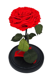 红玫瑰。长在瓶中的持久的玫瑰