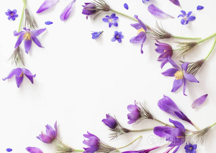 春天的紫色花 白色的背景上照片 正版商用图片11js6o 摄图新视界