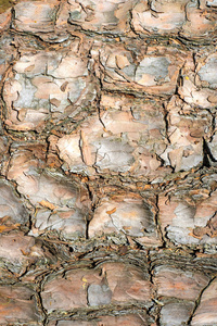 常见橡树干干燥树皮