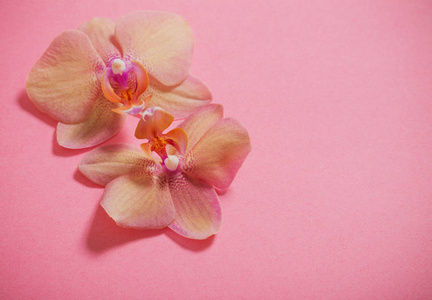 粉红色背景的兰花