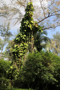 美丽的树和野生常春藤在花园里。普吉岛在泰国