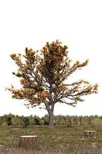 3d deforestated 场上一棵树的插图