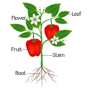 一幅插图，显示了一种红胡椒植物的一部分。