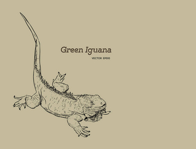 蜥蜴鬣蜥绿鬣蜥蜥蜴, 手绘素描矢量照片