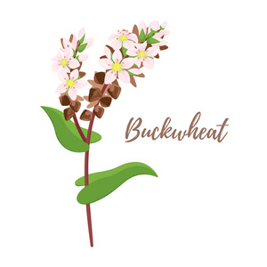 荞麦图片-荞麦素材-荞麦插画-摄图新视界