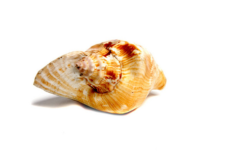 凤螺 lattisimus照片