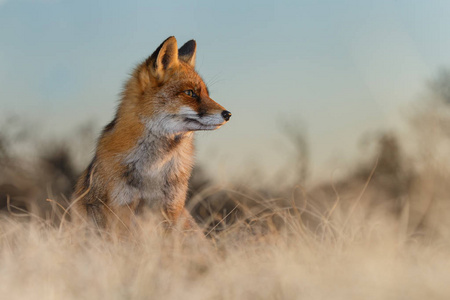 红狐狸幼崽在自然