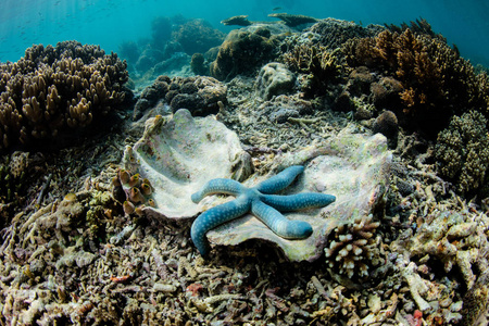 海星一颗蓝色的海星linkialaevigata紧贴着印度尼西亚的一个空蚌壳