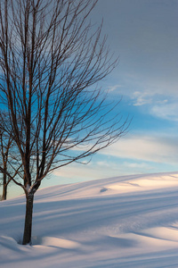 白雪覆盖的土地上有一棵蓝蓝的天空背景树