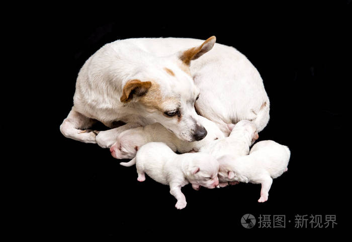 妈妈照顾的漂亮小狗