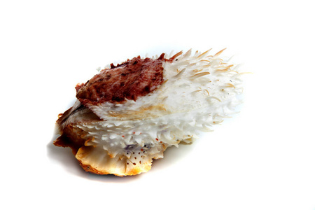 spondylus 变易细