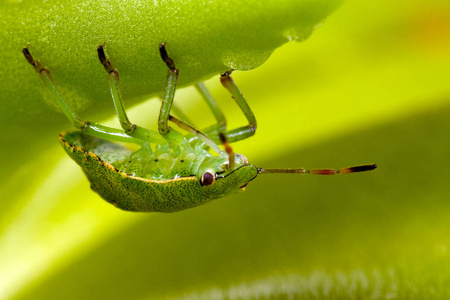 绿色盾牌 bug