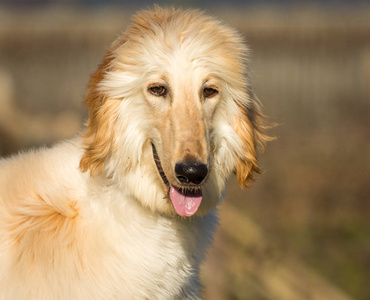 白色阿富汗猎犬图片