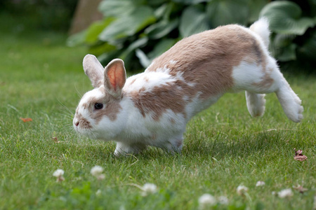 兔子跳在绿色的草地上
