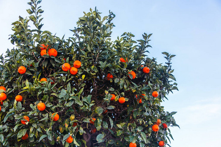 橘子橘子或 clementines 在树上生长