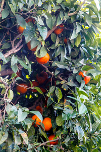 橘子橘子或 clementines 在树上生长