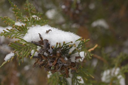 在雪地里。 树上的雪花。 冬天的植物。