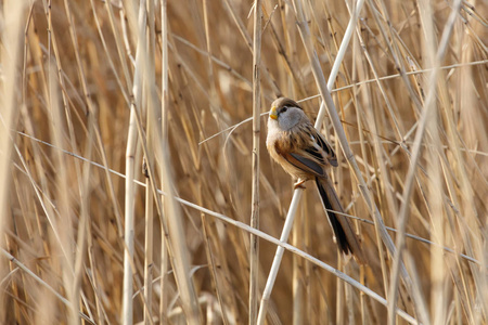 芦苇 Parrotbill 鸟