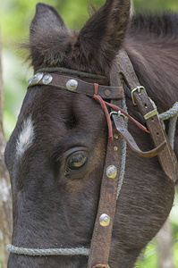 一匹棕色马的头在一个束线接近, 表现的外观
