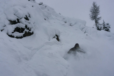 滑雪者骑着极端陡峭的山地地形。 采取踢马山金色不列颠哥伦比亚省加拿大。