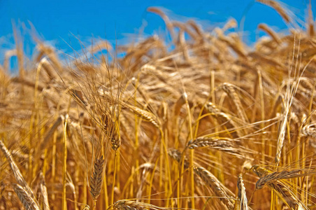 大麦地。 自然概念