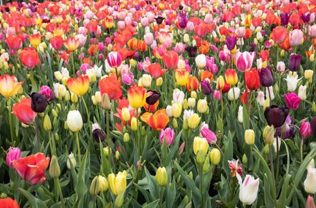 五颜六色的郁金香花开在花园里