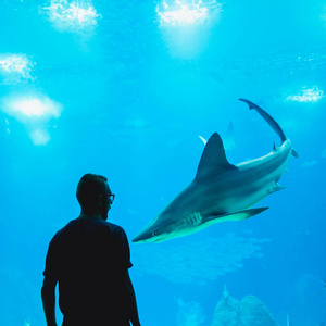 人看鱼通过玻璃在水族馆