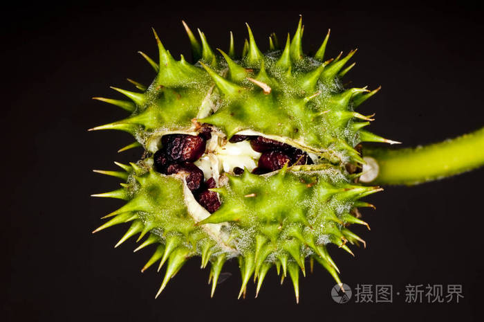 把外面绿色的生刺苹果